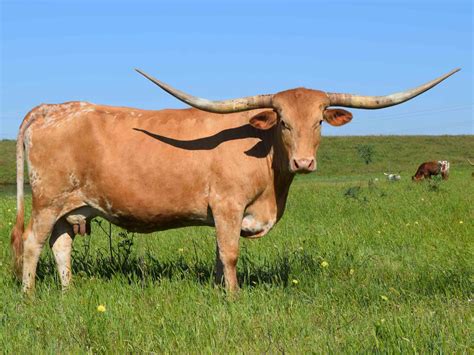 RiBear Cattle Co. . Cows for sale in texas